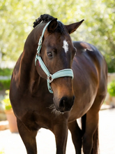 Lemieux Versailles Headcollar SS25